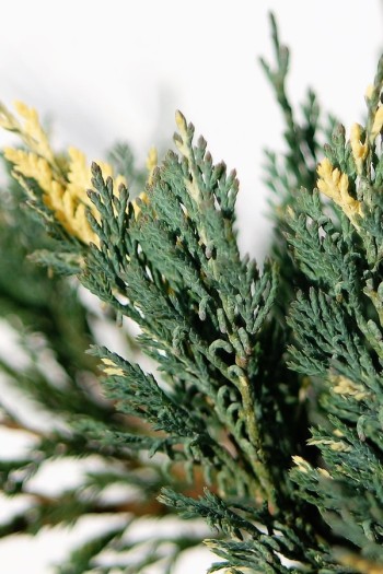 Ялівець горизонтальний Варієгата | Juniperus horizontalis Variegata | Можжевельник горизонтальный Вариегата